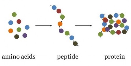 Peptides.jpg